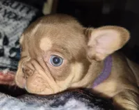 Purple female, a female French Bulldog for sale in Luling, TX – 2 of 10