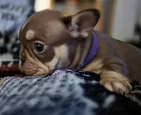 Purple female, a female French Bulldog for sale in Luling, TX – 6 of 10
