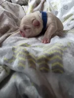 Dark Blue, a male French Bulldog for sale in Luling, TX – 2 of 3