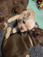 Dark Blue, a male French Bulldog for sale in Luling, TX – 3 of 3