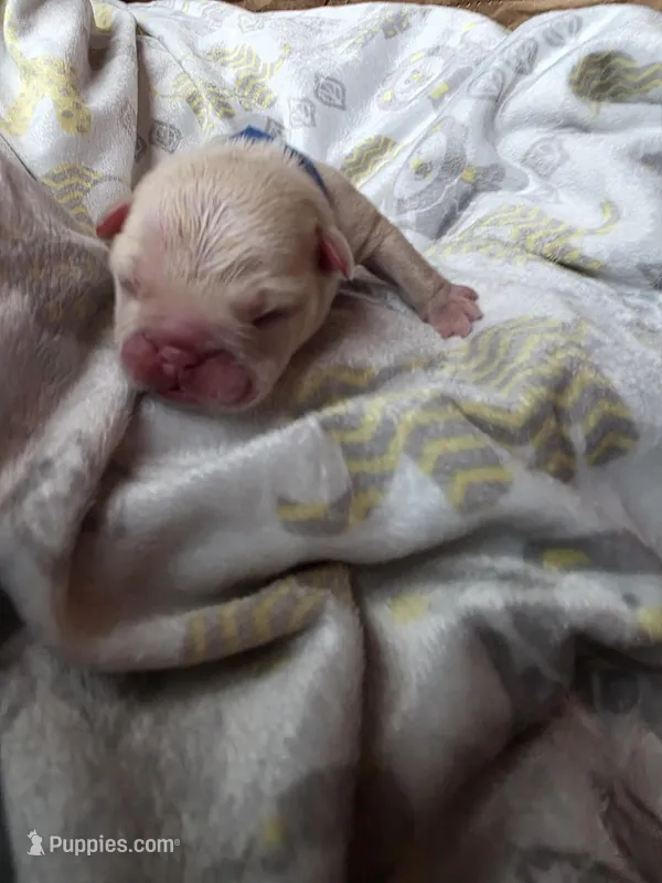 Dark Blue – French Bulldog puppy for sale in Luling, TX