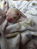 Dark Blue, a male French Bulldog for sale in Luling, TX – 1 of 3