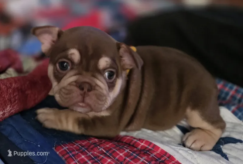 Yellow girl – French Bulldog puppy for sale in Luling, TX