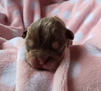 Pink girl, a female French Bulldog for sale in Luling, TX – 2 of 3