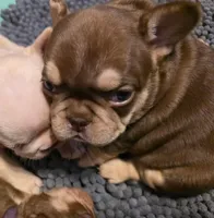 Pink girl, a female French Bulldog for sale in Luling, TX – 1 of 3