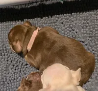 Pink girl, a female French Bulldog for sale in Luling, TX – 3 of 3