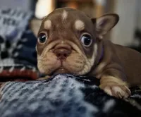 Purple female, a female French Bulldog for sale in Luling, TX – 4 of 10