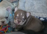 Purple female, a female French Bulldog for sale in Luling, TX – 7 of 10