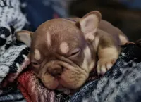 Purple female, a female French Bulldog for sale in Luling, TX – 3 of 10