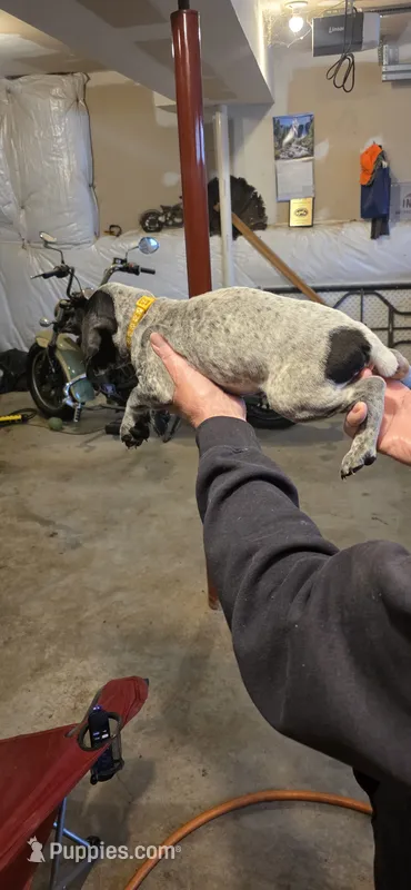 Available  – German Shorthaired Pointer puppy for sale in Maidsville, WV