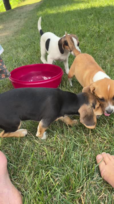 Beauty , a female Beagle and Pug for sale in Wakarusa, IN – 3 of 3
