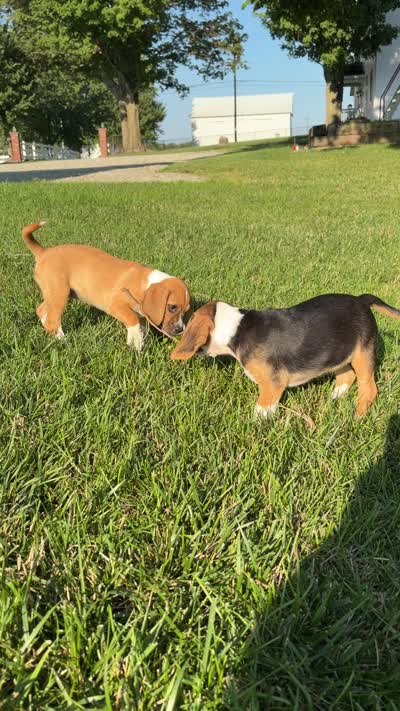 Pansy, a female Beagle and Pug for sale in Wakarusa, IN – 2 of 2