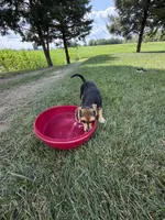 Beauty , a female Beagle and Pug for sale in Wakarusa, IN – 2 of 3