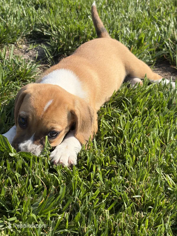 Pansy – Beagle, Pug puppy for sale in Wakarusa, IN