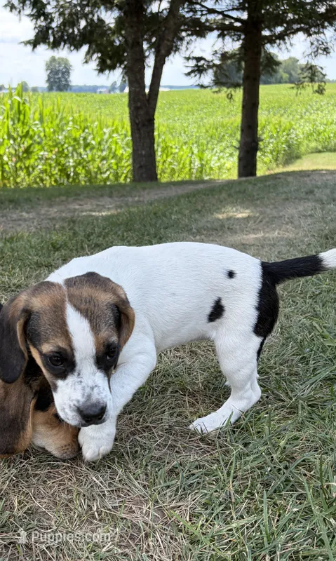 Shadow – Beagle, Pug puppy for sale in Wakarusa, IN