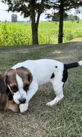 Shadow, a female Beagle and Pug for sale in Wakarusa, IN – 1 of 3