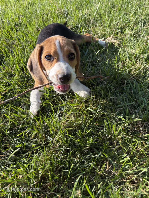 Poppie – Beagle, Pug puppy for sale in Wakarusa, IN