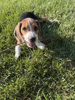 Poppie, a female Beagle and Pug for sale in Wakarusa, IN – 1 of 3