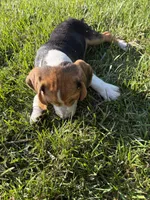 Poppie, a female Beagle and Pug for sale in Wakarusa, IN – 2 of 3