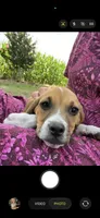 Mocha, a female Beagle and Pug for sale in Wakarusa, IN – 2 of 3