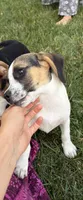 Shadow, a female Beagle and Pug for sale in Wakarusa, IN – 2 of 3