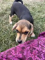 Beauty , a female Beagle and Pug for sale in Wakarusa, IN – 1 of 3