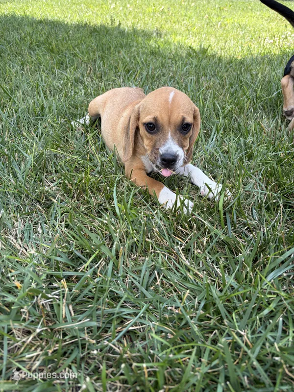 Mocha – Beagle, Pug puppy for sale in Wakarusa, IN