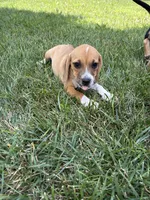 Mocha, a female Beagle and Pug for sale in Wakarusa, IN – 1 of 3
