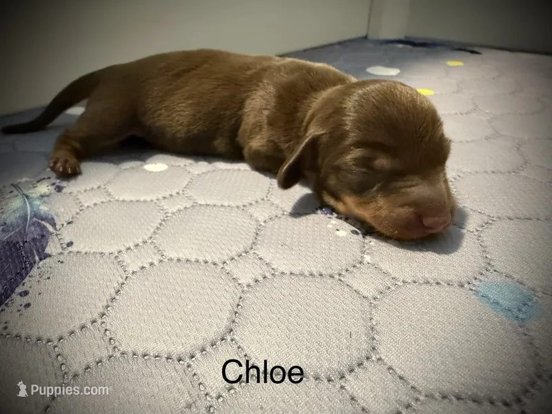 Chloe – Miniature Dachshund puppy for sale in Rockwall, TX