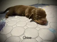 Chloe, a female Miniature Dachshund for sale in Rockwall, TX – 1 of 3