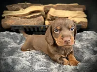 Bentley, a male Miniature Dachshund for sale in Rockwall, TX – 2 of 7