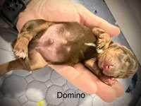 Domino, a male Miniature Dachshund for sale in Rockwall, TX – 2 of 4