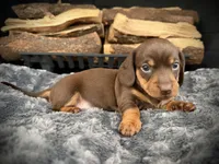 Chloe, a female Miniature Dachshund for sale in Rockwall, TX – 2 of 7