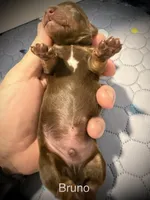 Bruno, a male Miniature Dachshund for sale in Rockwall, TX – 2 of 4