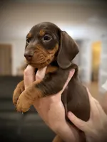 Domino, a male Miniature Dachshund for sale in Rockwall, TX – 2 of 10