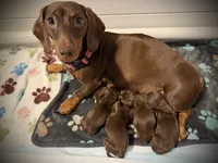 Tux, a male Miniature Dachshund for sale in Rockwall, TX – 3 of 4