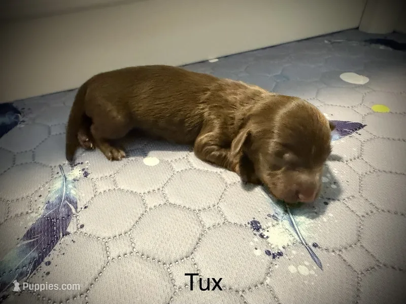 Tux – Miniature Dachshund puppy for sale in Rockwall, TX