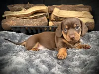 Chloe, a female Miniature Dachshund for sale in Rockwall, TX – 1 of 7
