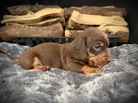 Chloe, a female Miniature Dachshund for sale in Rockwall, TX – 3 of 7