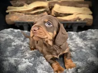 Bentley, a male Miniature Dachshund for sale in Rockwall, TX – 1 of 7