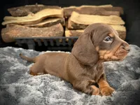 Bentley, a male Miniature Dachshund for sale in Rockwall, TX – 3 of 7
