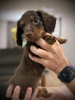 Tux, a male Miniature Dachshund for sale in Rockwall, TX – 2 of 10