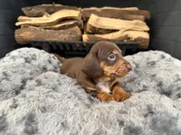 Domino, a male Miniature Dachshund for sale in Rockwall, TX – 4 of 10