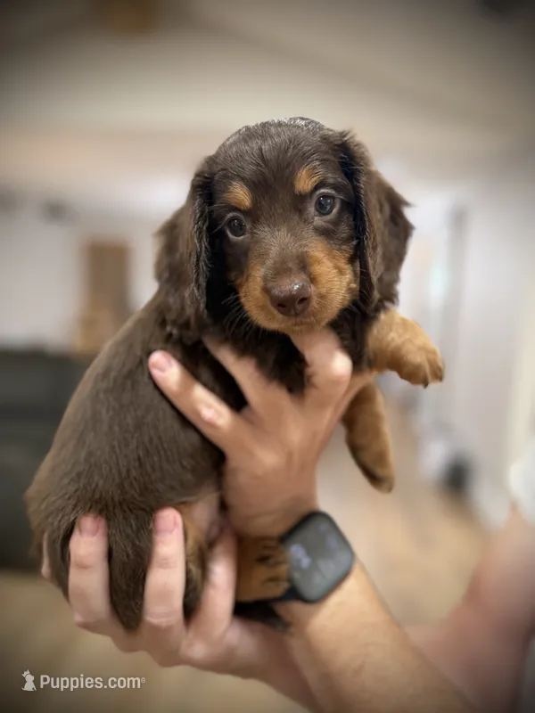 Bruno – Miniature Dachshund puppy for sale in Rockwall, TX