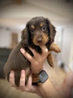 Bruno, a male Miniature Dachshund for sale in Rockwall, TX – 1 of 10