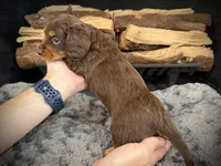 Bruno, a male Miniature Dachshund for sale in Rockwall, TX – 6 of 10