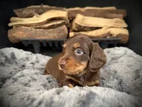 Bruno, a male Miniature Dachshund for sale in Rockwall, TX – 4 of 10