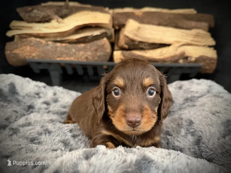 Bruno – Miniature Dachshund puppy for sale in Rockwall, TX