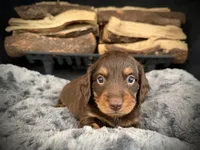 Bruno, a male Miniature Dachshund for sale in Rockwall, TX – 3 of 10