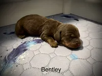 Bentley, a male Miniature Dachshund for sale in Rockwall, TX – 1 of 3